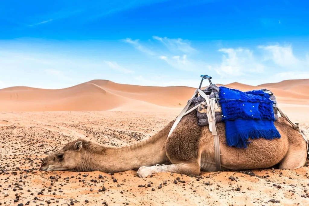 4 Days Desert Tour From Marrakech to Merzouga